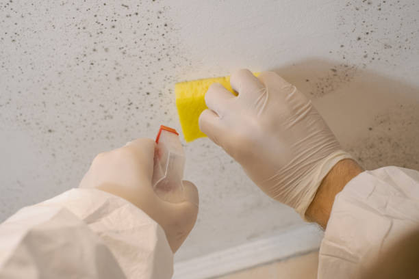 Best Commercial Mold Inspection  in Golden Grove, SC