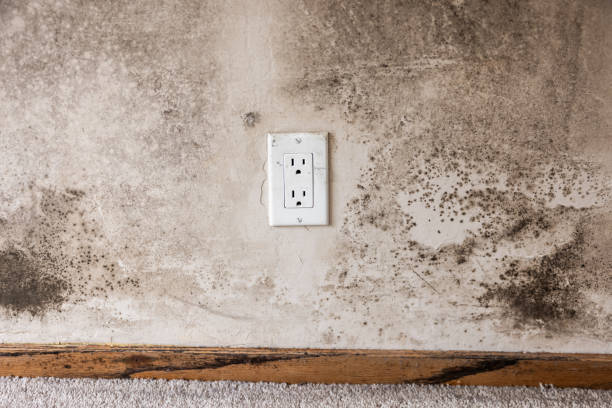 Best Real Estate Mold Inspection  in Golden Grove, SC