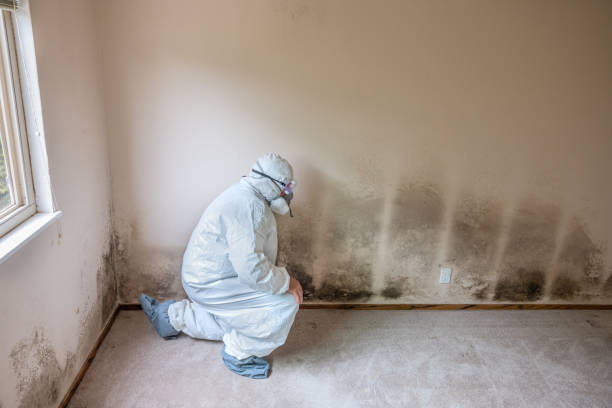 Best Asbestos and Lead Testing During Mold Inspection  in Golden Grove, SC