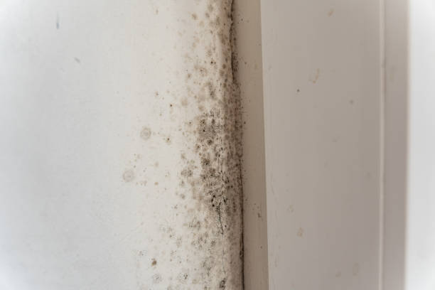 Dehumidification Services in Golden Grove, SC